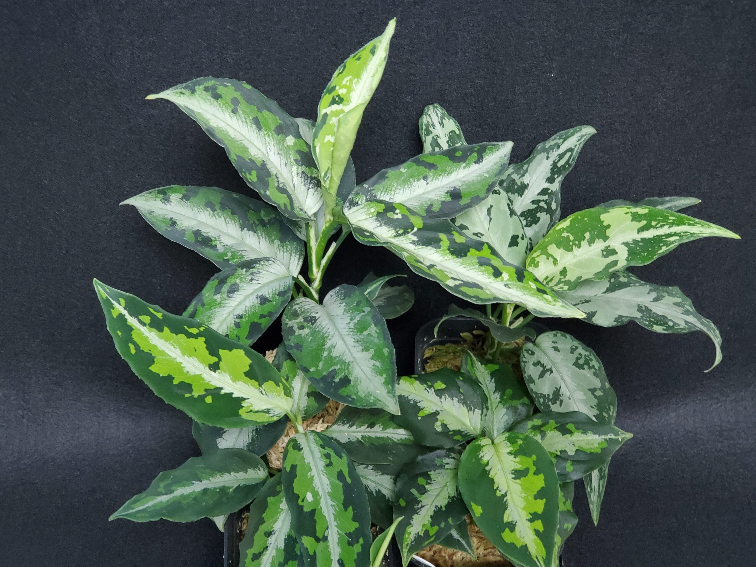 アグラオネマ ピクタム タイ園芸 アッパークラス aglaonema 植物/観葉