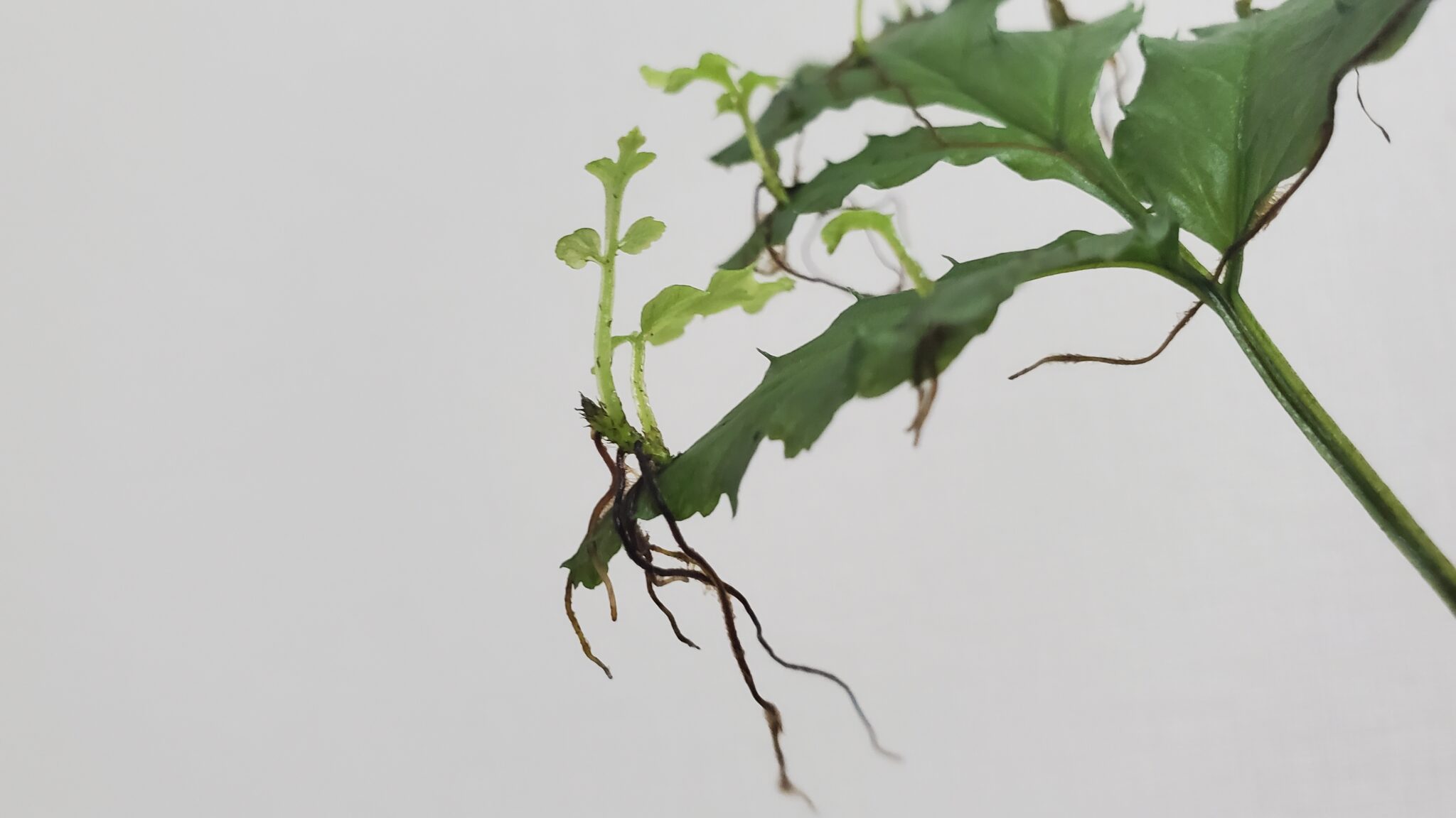 不定芽とは、意味・読み方【植物の増殖】